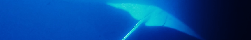 Snorkeling with Manta Rays in Hawai’i
